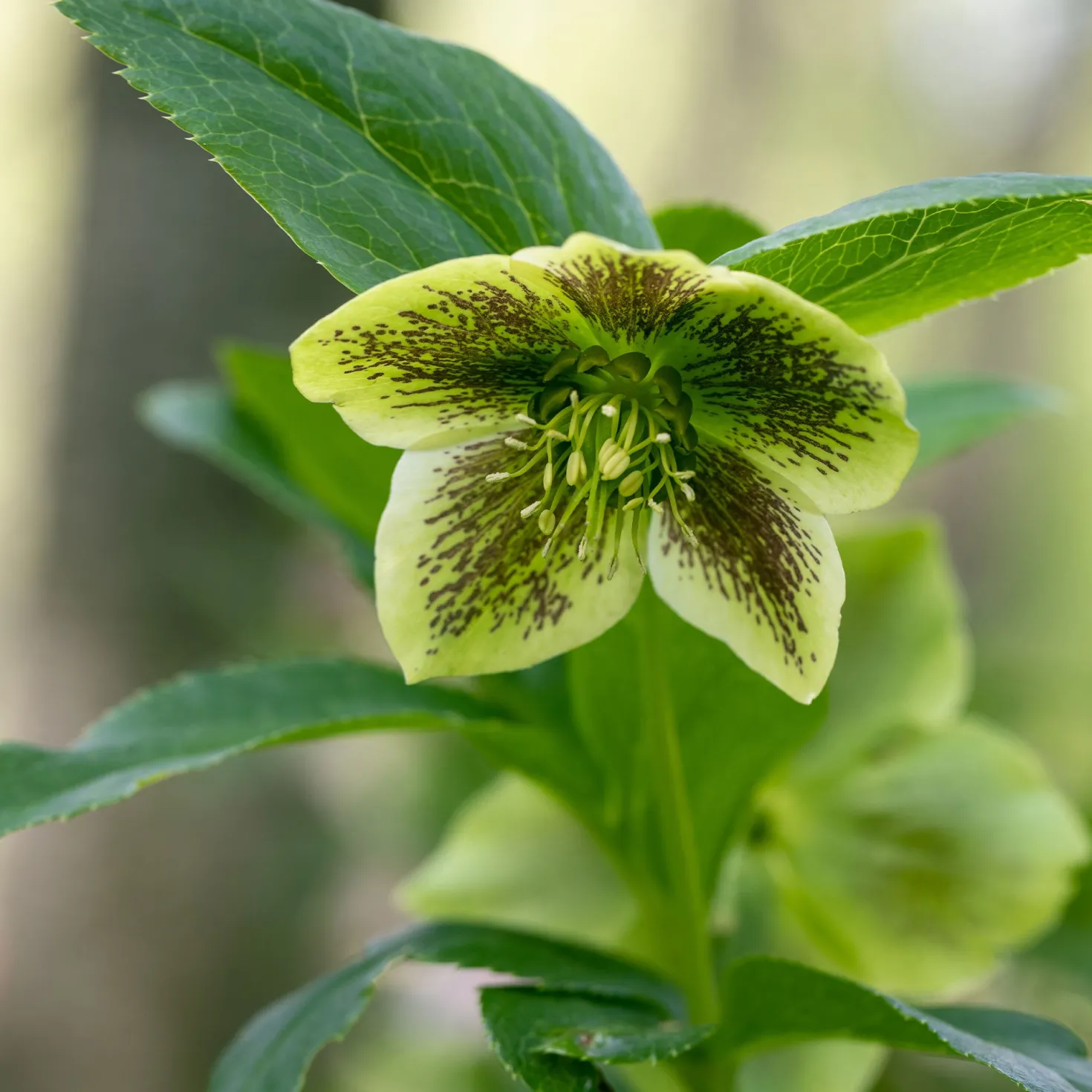 Lenzrose ‘Green Spotted’ - Blüht wenn alles schläft