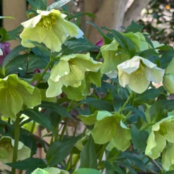 Lenzrose ‘Green Spotted’ - Blüht wenn alles schläft