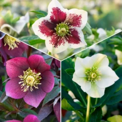 Lenzrosen Mischung (x3) - Farbe mitten im Winter