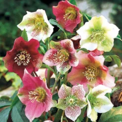 Lenzrosen Mischung (x3) - Farbe mitten im Winter