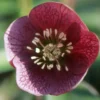 Lenzrose ‘Red Hybrids’ - Rote Blüten im Winter