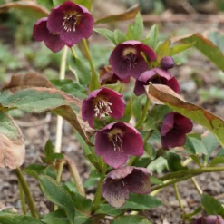 Lenzrose ‘Red Hybrids’ - Rote Blüten im Winter