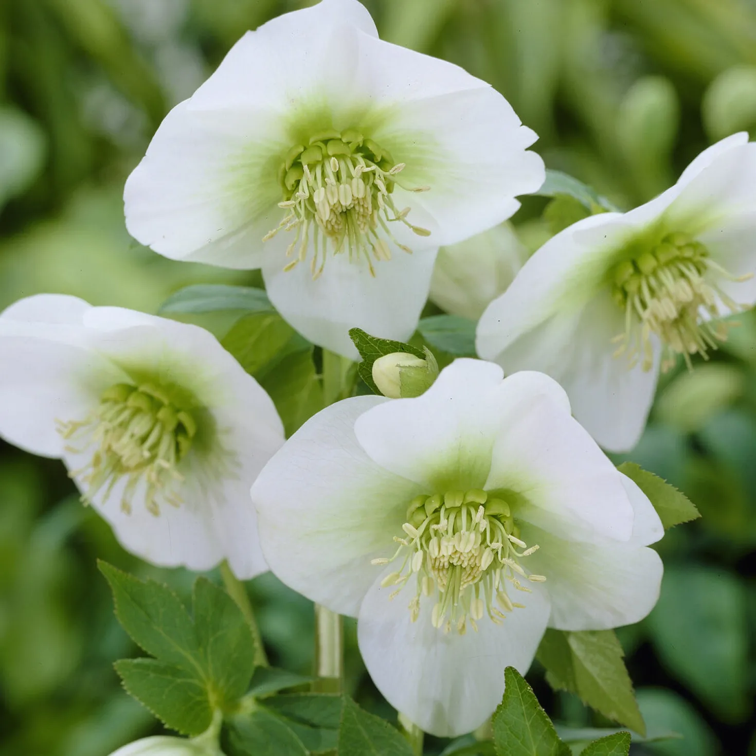 Lenzrose ‘White Lady’ - Weiße Blüten mitten im Winter