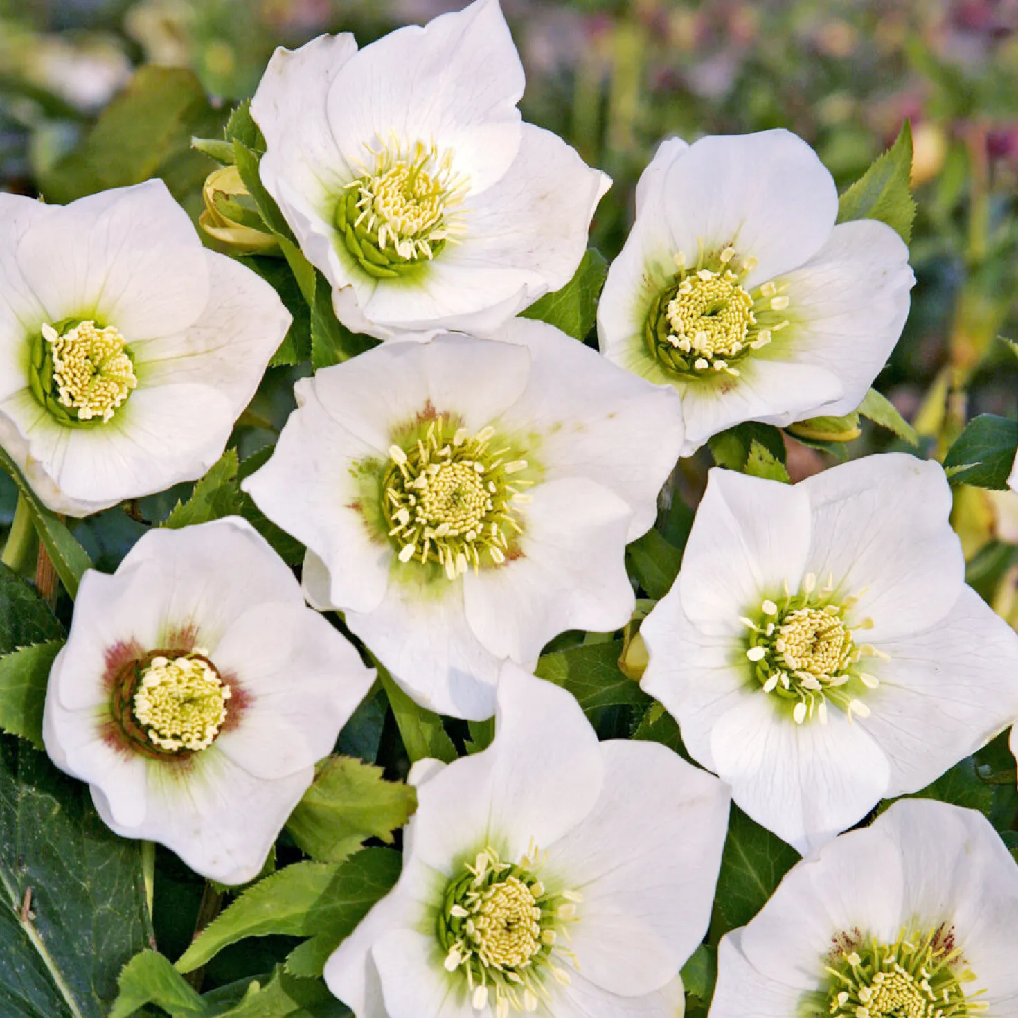 Lenzrose ‘White Lady’ - Weiße Blüten mitten im Winter