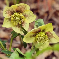 Lenzrose ‘Yellow Lady’ - Gelbe Blüten im Winter