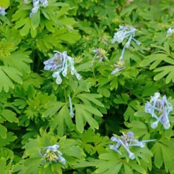 Lerchensporn Blue Line ® Couriblue - Echtblau den ganzen Sommer