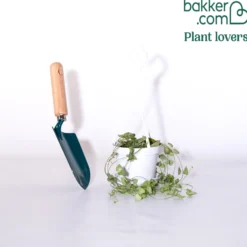 Leuchterblume - Grüner Vorhang aus Herzen