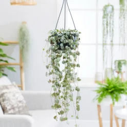 Leuchterblume - Grüner Vorhang aus Herzen