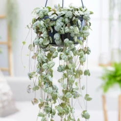 Leuchterblume - Grüner Vorhang aus Herzen