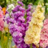 Levkojen Mischung - Duftende Blüten den Sommer lang