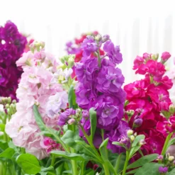 Levkojen Mischung - Duftende Blüten den Sommer lang