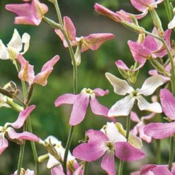 Levkojen Scentsation Mischung - Abends duftet der Garten