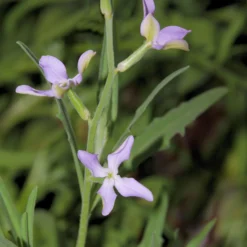 Levkojen Scentsation Mischung - Abends duftet der Garten
