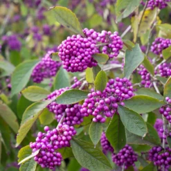 Liebesperlenstrauch Profusion - Violette Beeren im Herbst