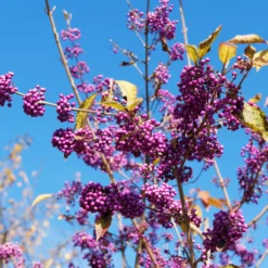 Liebesperlenstrauch Profusion - Violette Beeren im Herbst