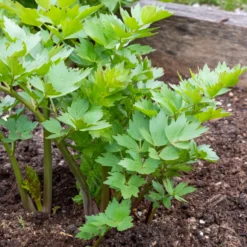 Liebstöckel - Der Maggi-Geschmack aus dem Garten