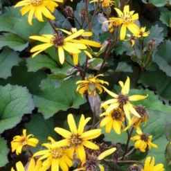 Ligularie 'Desdemona' - Farbe für den Schatten