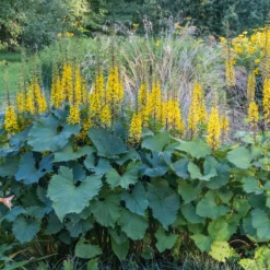 Ligularie ‘The Rocket’ - Gelbe Kerzen im Schatten