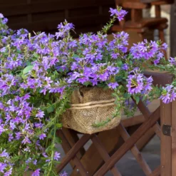 Lila Fächerblume - Blüht den ganzen Sommer