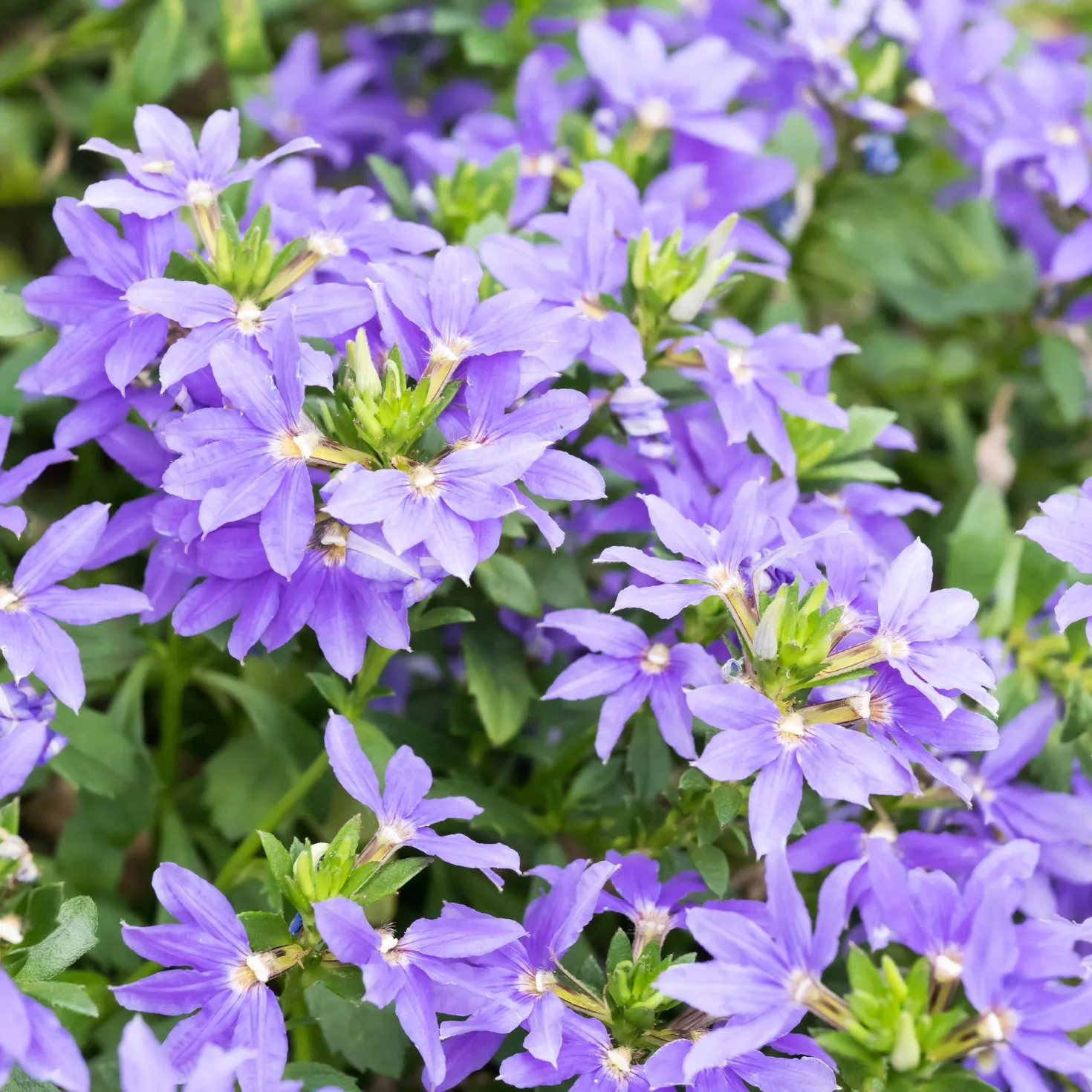 Lila Fächerblume - Blüht den ganzen Sommer