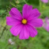 Lila Schmuckkörbchen - Zarte Blüten den ganzen Sommer