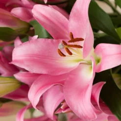 Lilie Foxtrot (x3) - Rosa Blüten für Sträuße