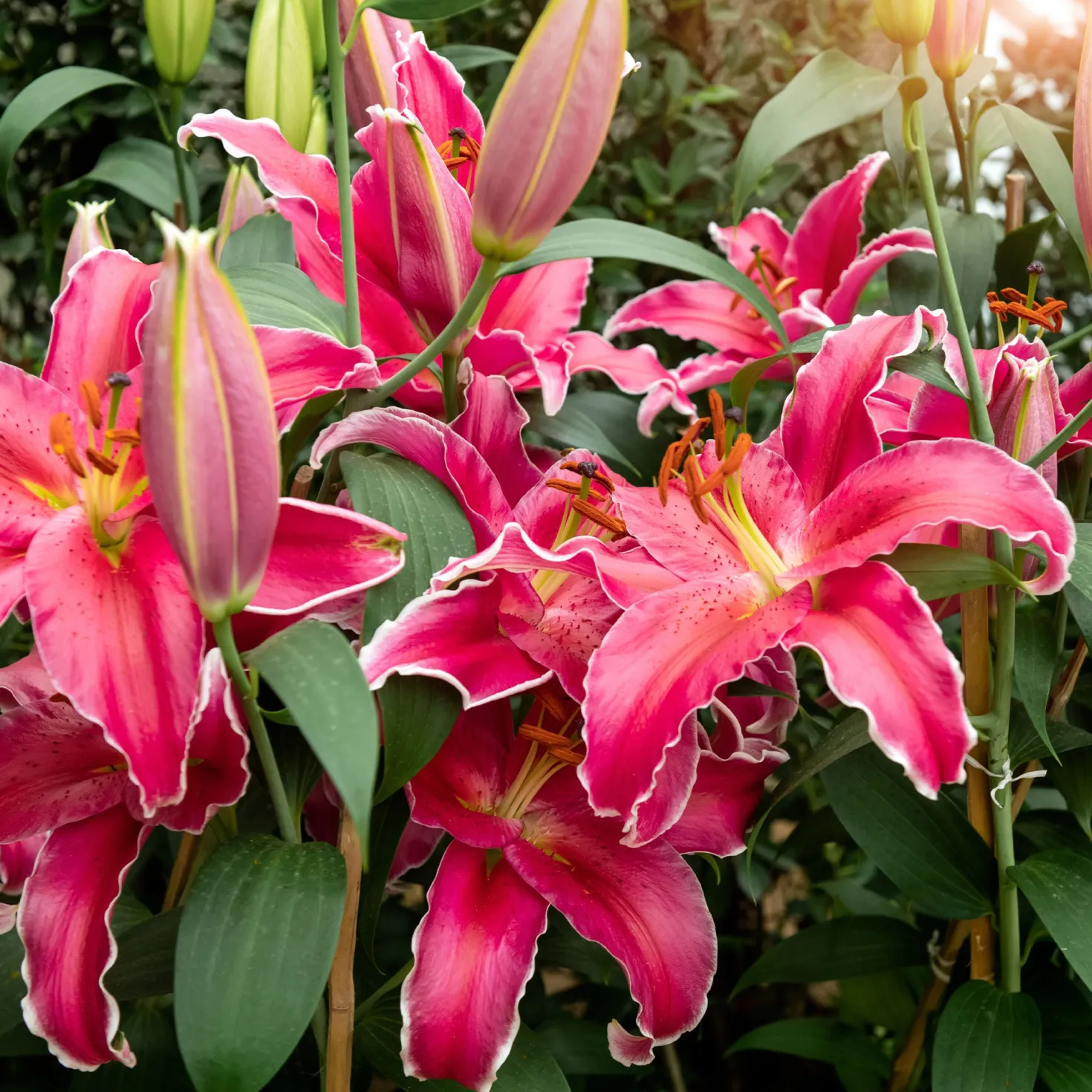 Lilie Gomera - Große rosa Blüten, ganz easy