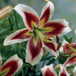 Lilien Beverly Dreams (x3) - Farbenspiel im Sommerbeet
