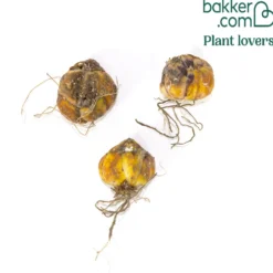 Lilien Beverly Dreams (x3) - Farbenspiel im Sommerbeet