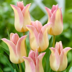 Lilienblütige Tulpen ‘Elegant Lady’ (x5) - Elegante Blüten im Frühling