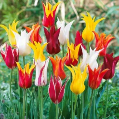 Lilienblütige Tulpen Mischung (x25) - Elegante Blüten wie Lilien