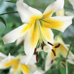 Lilien-Kollektion (x6) - Sommer voller Blüten