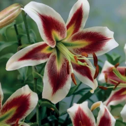 Lilien-Kollektion (x6) - Sommer voller Blüten