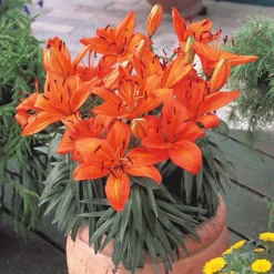 Lilien Orange (x3) - Feuriges Orange im Beet