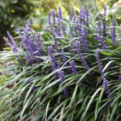 Lilientraube 'Ingwersen' - Blüht, wenn andere aufgeben