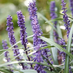 Lilientraube 'Ingwersen' - Blüht, wenn andere aufgeben