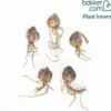 Lilie 'Pretty Woman' (x5) - Riesige Blüten, pures Wow