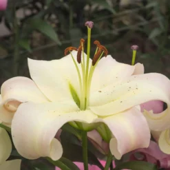 Lilie 'Pretty Woman' (x5) - Riesige Blüten, pures Wow