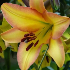 Lilie 'Rising Moon' (x5) - Riesenblüten, die duften
