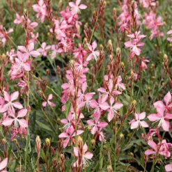 Lindheimers Prachtkerze 'Siskiyou Pink' - Rosa Blütenwolke sofort