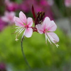Lindheimers Prachtkerze 'Siskiyou Pink' - Rosa Blütenwolke sofort