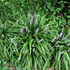 Liriope muscari Big Blue - Grün und blau, ganz einfach