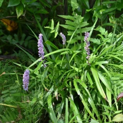 Liriope muscari Big Blue - Grün und blau, ganz einfach