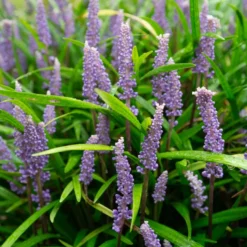 Liriope muscari - Blüht wenn andere ruhen