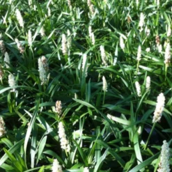 Liriope muscari Monroe White - Weiße Blüten im Herbst