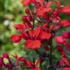 Lobelie 'Queen Victoria' - Feuerrot am Teichrand