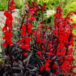 Lobelie 'Queen Victoria' - Feuerrot am Teichrand