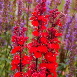 Lobelie 'Queen Victoria' - Feuerrot am Teichrand