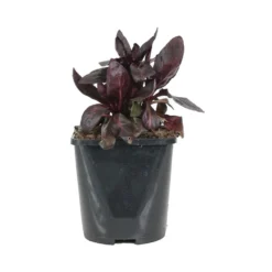 Lobelie 'Queen Victoria' - Feuerrot am Teichrand