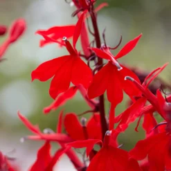 Lobelie 'Queen Victoria' - Feuerrot am Teichrand